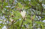 Umbrella tree